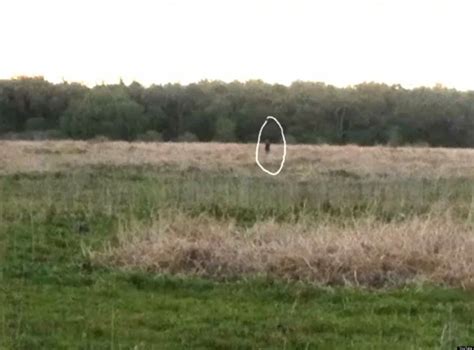 Skunk Ape Sighting In Myakka Florida; Is This Bigfoot's Cousin? (VIDEO)