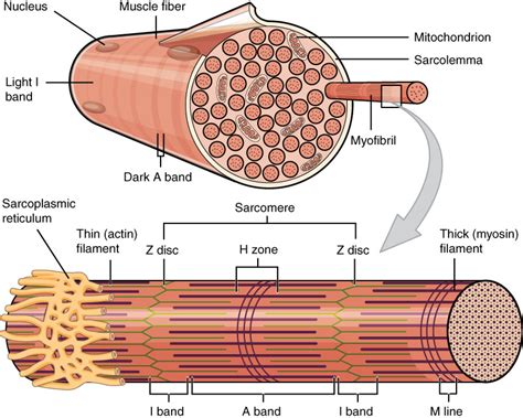 Muscular System Diagram | Quizlet