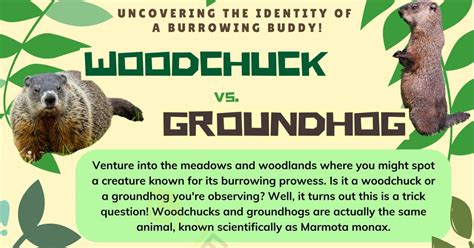 Woodchuck vs. Groundhog: What is the Difference? • 7ESL