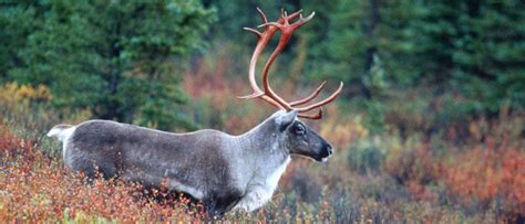 Reindeer Antlers: Everything You Need to Know - A-Z Animals