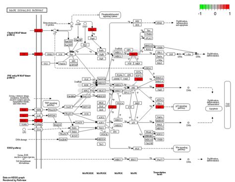 Visualization of the MAPK signaling pathway. The Figure was created ...