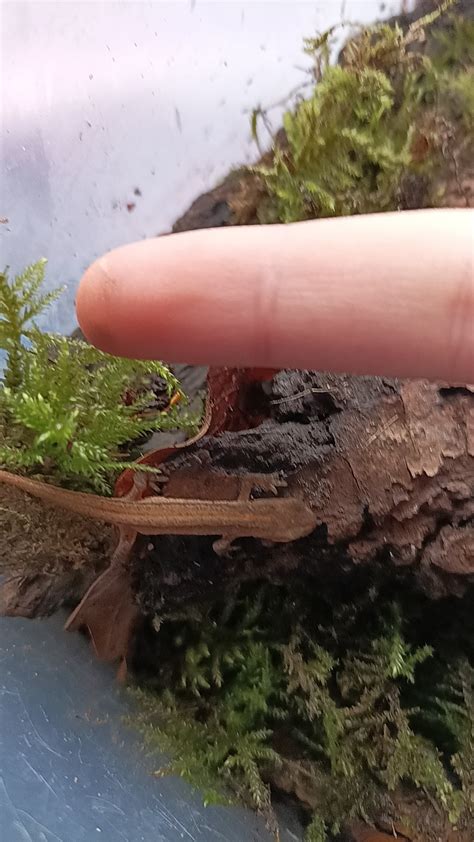 Baby newt care!!! Info in comments : r/Amphibians