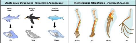 Homologous and Analogous Structures - Differences and Importance