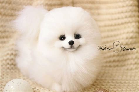 Ota selvää 66+ imagen pomeranian puppy photos - abzlocal fi