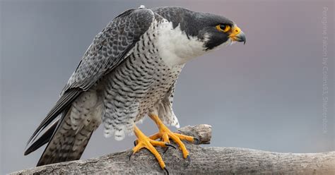 Peregrine Falcon - American Bird Conservancy