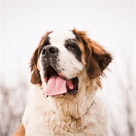 St Bernard Size Guide: How Big Does a St Bernard Get?