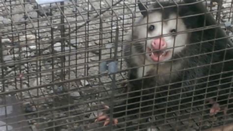 Biggest Possum Ever Recorded - Release Caught On Camera - YouTube