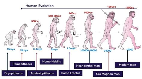 Course of evolution of modern man - Online Science Notes