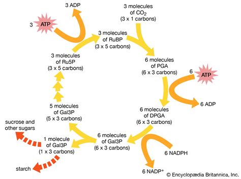 Carbon fixation | biochemistry | Britannica