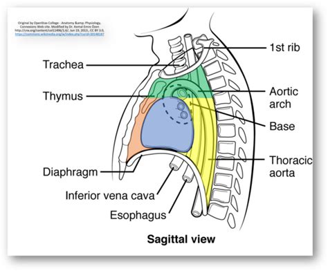 Mediastinum : Simplified | Epomedicine