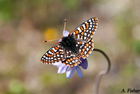 Rare Butterfly Defies Climate Change | Butterfly Conservation