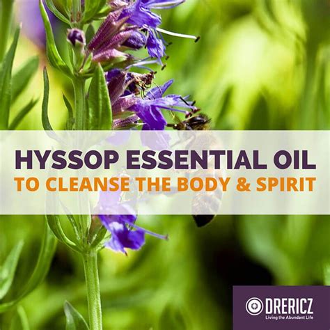 Hyssop Essential Oil Uses & Benefits for Anti-Viral & Digestive Health ...