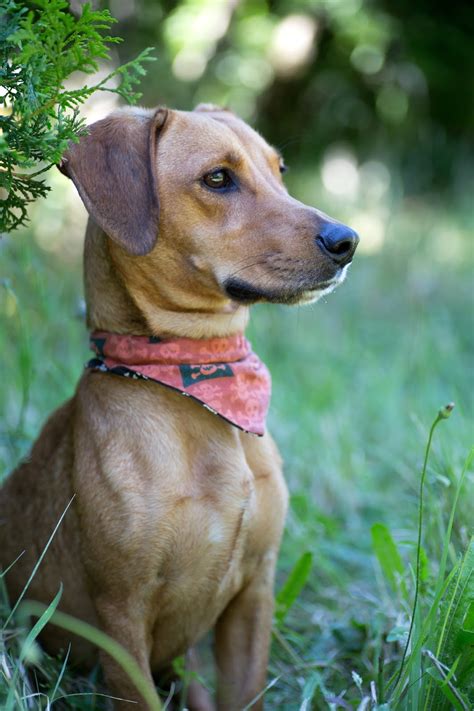 Shelter Dogs of Portland: "KIWI" outgoing Dachshund / (beagle?) mix