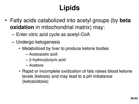 Chapter 26 Nutrition and Metabolism *APR Lecture Animation PowerPoint ...