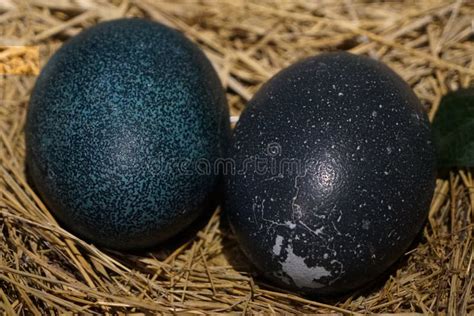 Emu Bird Egg stock photo. Image of fresh, portfolio, south - 67366664