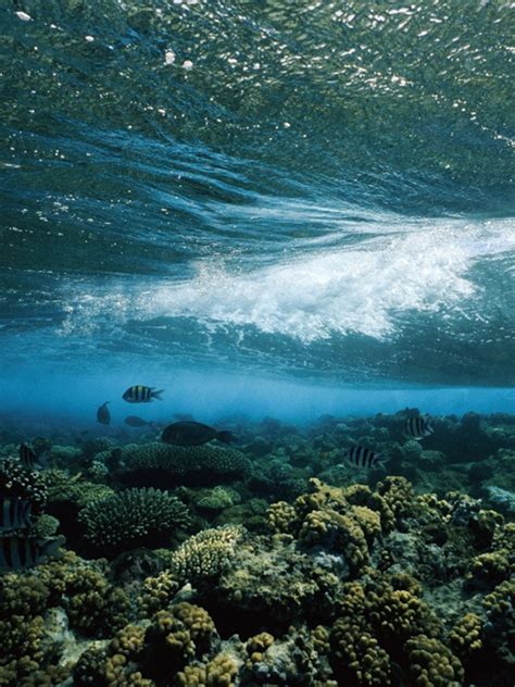 Beautiful Underwater Sea