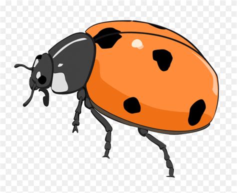 Insect - find and download best transparent png clipart images at ...