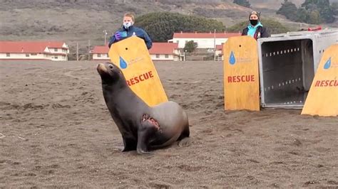 Rescued sea lion makes 'miraculous recovery' after shark bite ...