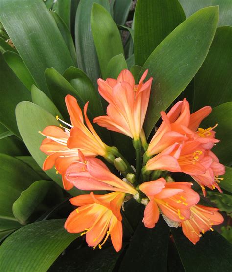 Orange Tropical Flower Free Stock Photo - Public Domain Pictures