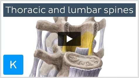 Zygapophyseal joint: definition, structure and function | Kenhub