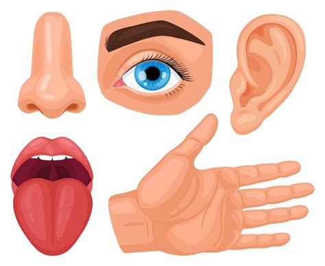 Senses Clipart Images - Free Download on Freepik