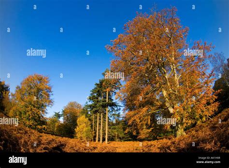 English woodland autumn fall colours colors forest afternoon sun ...