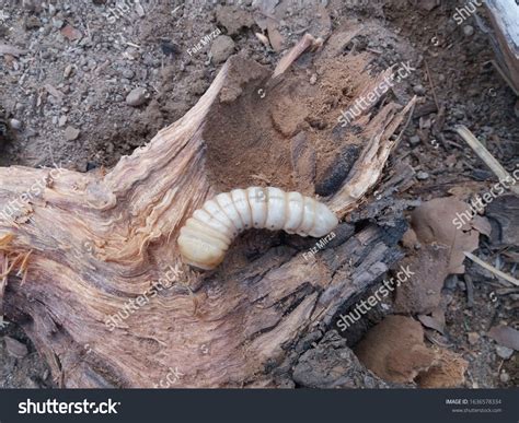 245 Wood Boring Beetle Larvae Images, Stock Photos, 3D objects ...