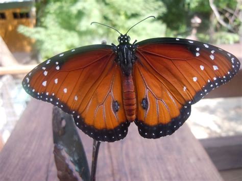 Queen, Monarch Caterpillars and Butterflies: How to Tell the Difference ...