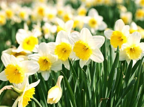 The Daffodil Principle That Will Change Your Life! - Sheila Glazov