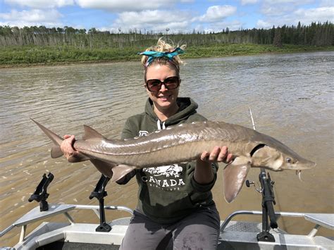 Another beautiful sturgeon caught on the North Saskatchewan River ...