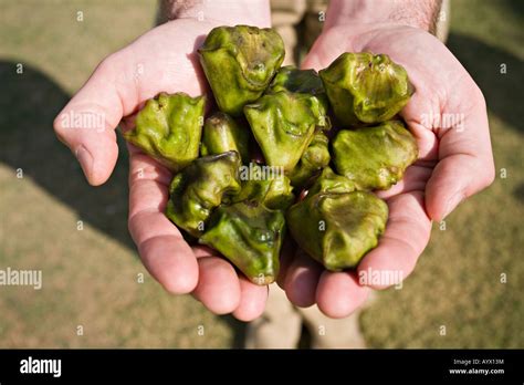 Singhara nut (trapa natans)(water chestnut), India Stock Photo - Alamy