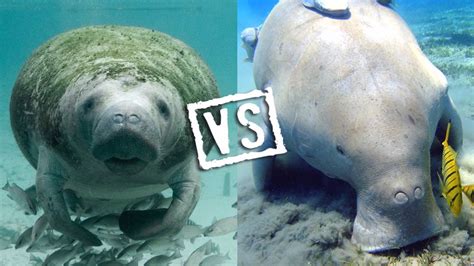 8 Incredible Differences Between Manatees and Dugongs - Underwater360