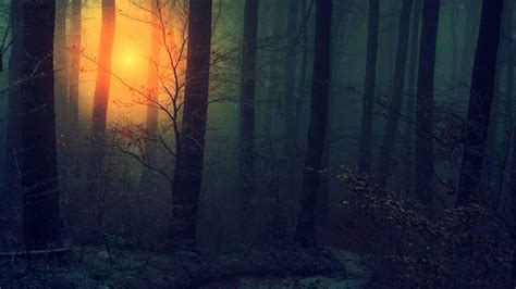 Dark Forest HD Wallpapers - Top Free Dark Forest HD Backgrounds ...