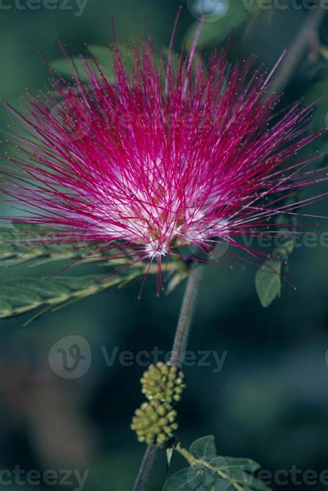 Flowers of rain tree. Samanea saman Jacq. 1325476 Stock Photo at Vecteezy