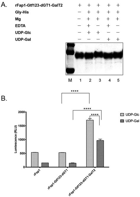 In vitro glycosyltransferase activity of Gly. A, in vitro glycosylation ...