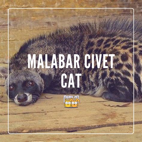 A Quick Look at the Malabar Civet Cat - FreakyPet