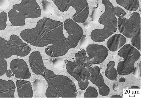 Microstructure of the Al-50 wt % Sn alloy. | Download Scientific Diagram