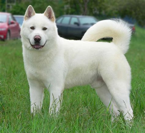 Pin de Anali en Akitas | Perro akita, Perros, Razas de perros