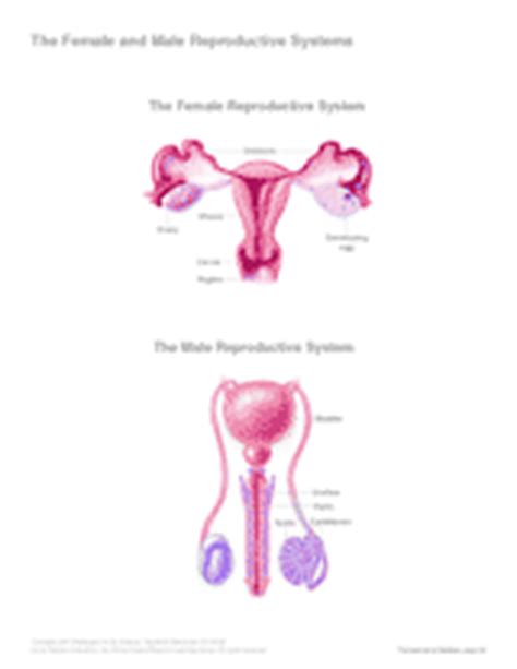 The Female and Male Reproductive Systems - TeacherVision