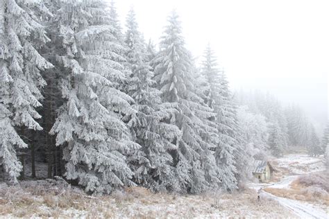 Pine Trees Covered In Snow · Free Stock Photo