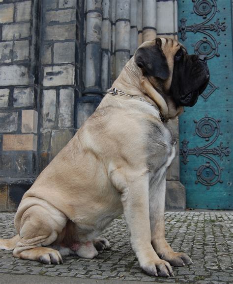 Is A Bullmastiff Bigger Than An English Mastiff