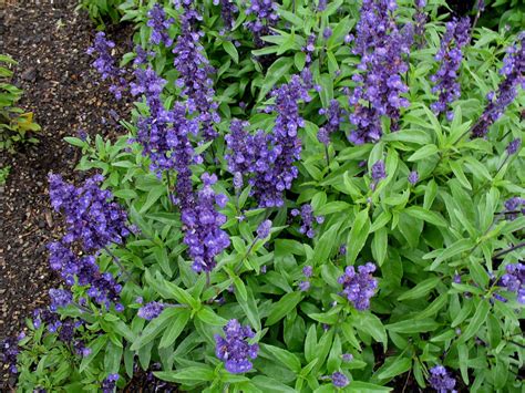 Online Plant Guide - Salvia farinacea 'Evolution' / Evolution Blue Sage