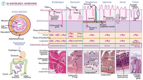 Gastrointestinal System: Overview of GI Histology | ditki medical ...