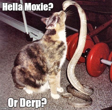 Image tagged in cat vs snake,say that again i dare you,you talkin' to ...