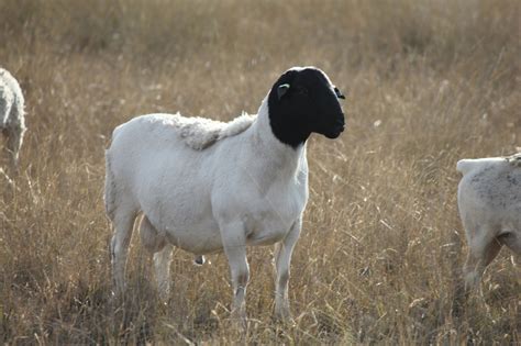 Australian Dorper & Australian White Sheep – Cluny Livestock Exports ...