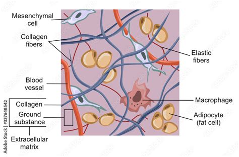 Connective tissue and the extracellular matrix Stock Vector | Adobe Stock