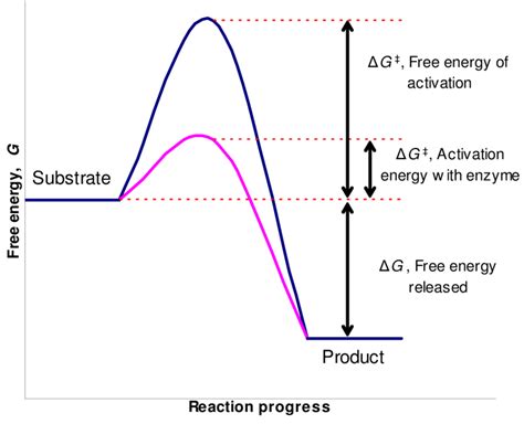 Enzymes: Properties and Mechanism of enzyme action - Online Biology Notes