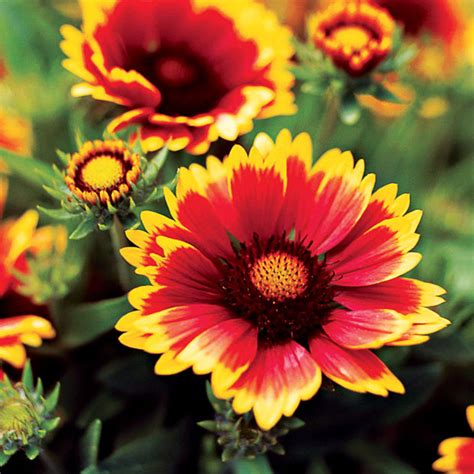 28 Best Rain Garden Plants - Sunset Magazine