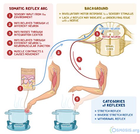 Somatic Nervous System Diagram