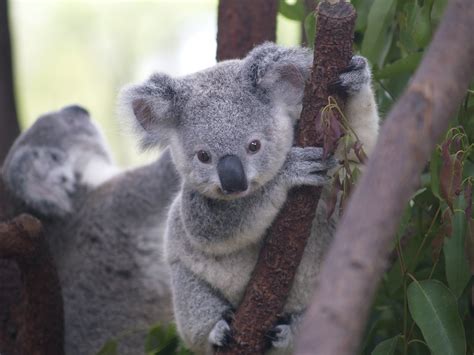 Koalas Hugging